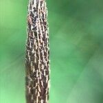 Carex binervis Blüte