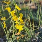 Crotalaria brevidens Blüte