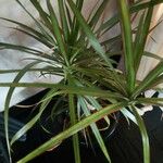 Dracaena reflexa Ліст