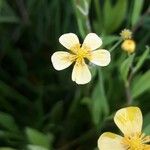 Ranunculus flammula Kwiat