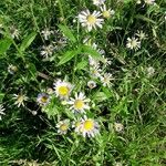 Erigeron annuusFlower