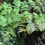 Rubus moluccanus Агульны выгляд