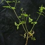 Chaerophyllum villosum