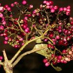 Callicarpa acuminata Plod