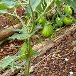 Solanum aethiopicum Fruto