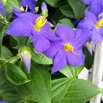 Exacum trinervium Blüte
