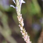 Lavandula coronopifolia Квітка