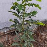 Tabebuia rosea Leaf