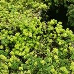 Sedum japonicum Hoja