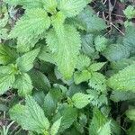 Urtica membranacea Листок