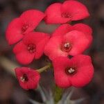Euphorbia gottlebei Květ