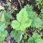 Rubus pruinosus Lehti