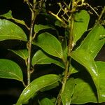 Nectandra membranacea Feuille