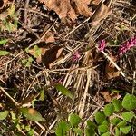 Persicaria longiseta অভ্যাস