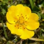 Potentilla grandiflora 花