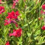 Cuphea llavea Flower