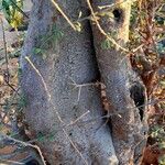 Maerua crassifolia Bark