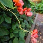 Phaseolus coccineus Flower