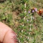 Erica cinerea Fuelha