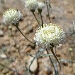 Chaenactis stevioides Квітка