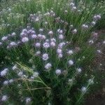Monardella odoratissima Λουλούδι