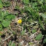 Ranunculus thora Flower
