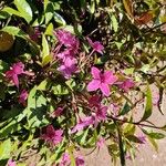 Barleria cristata फूल
