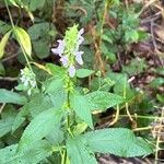 Stachys tenuifolia Květ