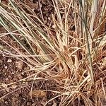 Eragrostis curvula Leaf