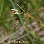 Carex capillaris Beste bat