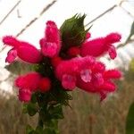 Salvia oxyphora Flor