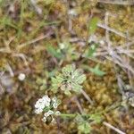 Teesdalia nudicaulis Flor