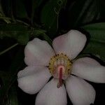 Blakea gracilis Kwiat
