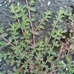 Euphorbia prostrata Агульны выгляд