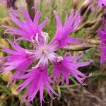 Dianthus hyssopifoliusBlomst