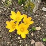 Crocus chrysanthusFlower