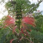 Calliandra houstoniana Цвят