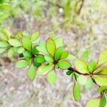 Berberis thunbergiiFrunză