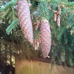 Picea abiesFrutto