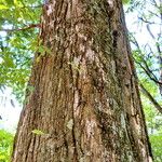 Quercus imbricaria Bark
