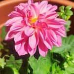 Dahlia pinnataBlomma