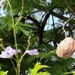 Jacaranda mimosifolia Hedelmä