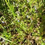 Collinsia parviflora Fiore