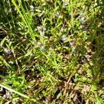 Collinsia parviflora Flors