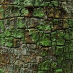 Dichostemma glaucescens Bark