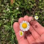 Erigeron quercifolius फूल