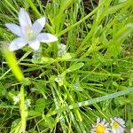 Ornithogalum divergens Blatt