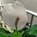 Spathiphyllum wallisiiÇiçek