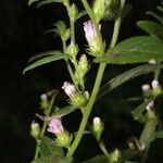 Lepidaploa salzmannii Λουλούδι