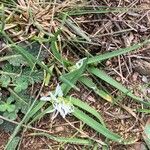 Allium chamaemoly Flor